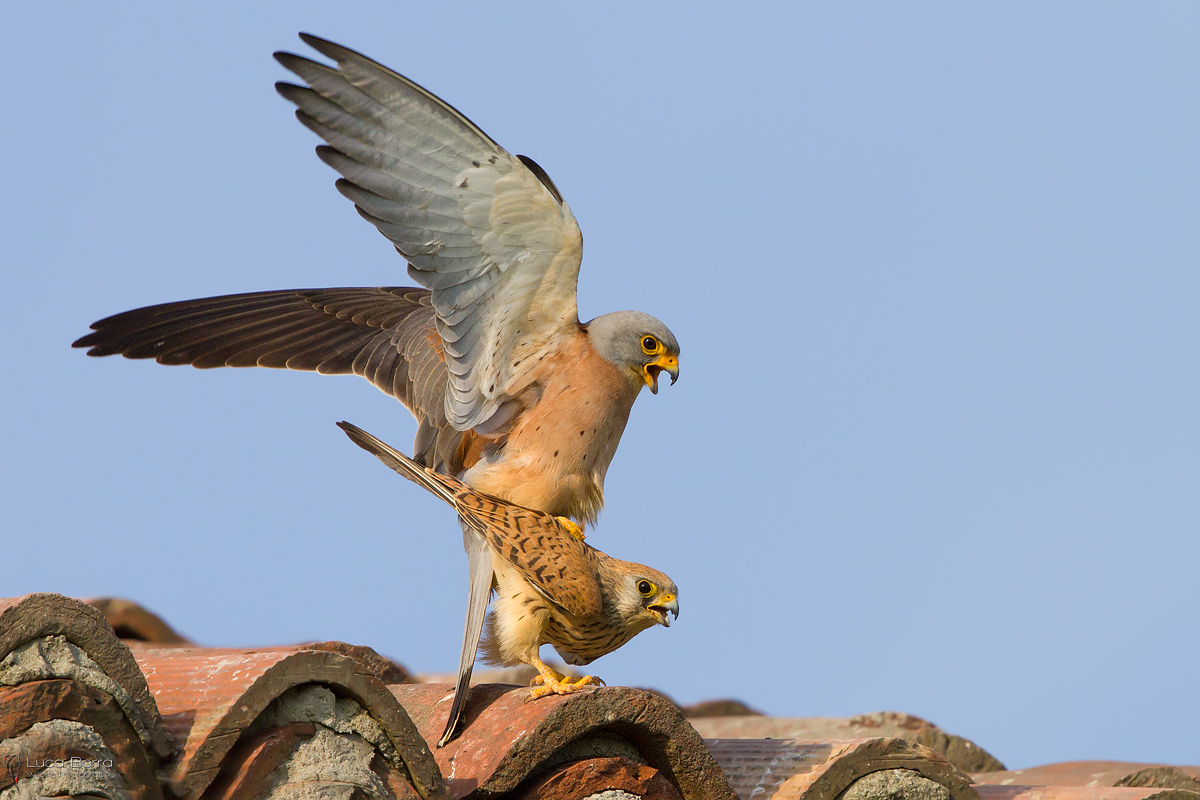 Lesser kestrel in love II
