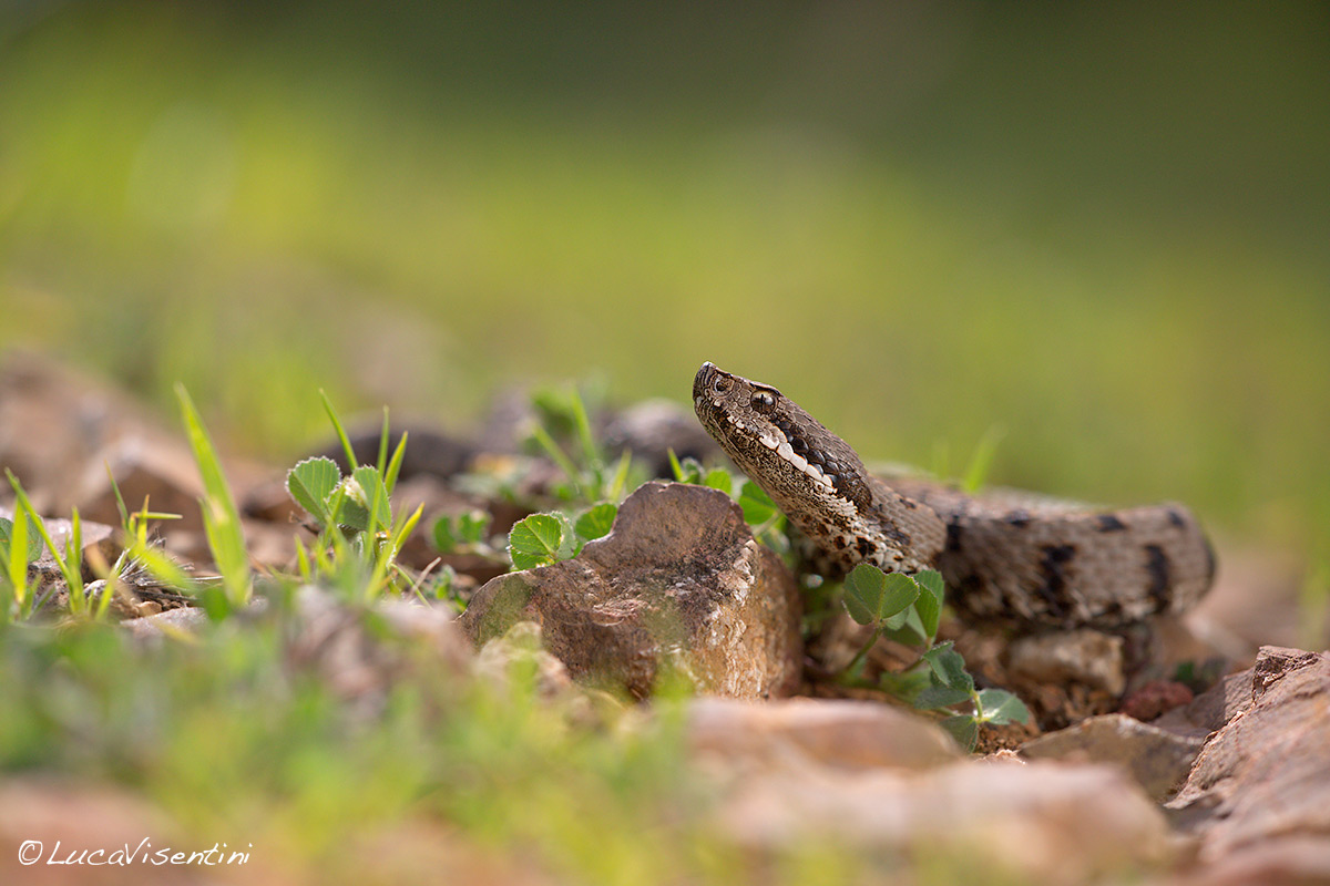 Vipera Aspis francisciredi