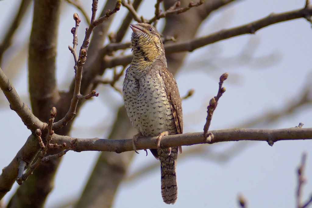 Bentornato torcicollo!!!