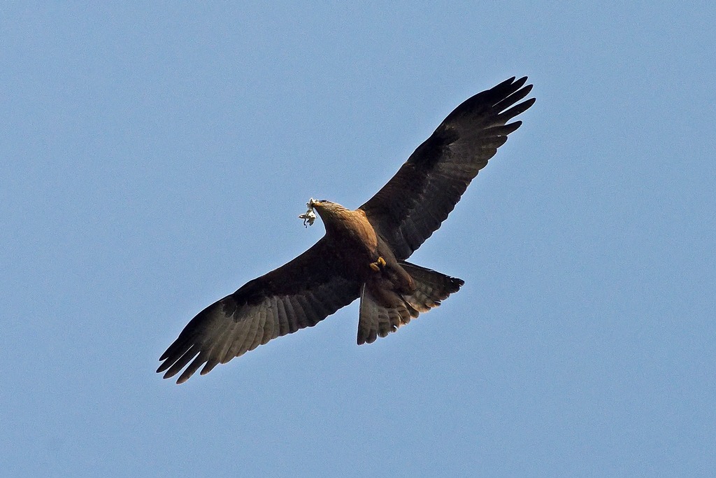 Nibbio bruno con materiale per il nido