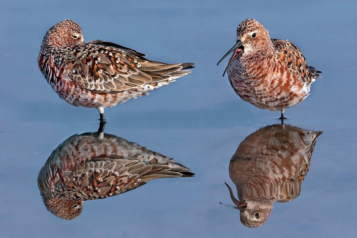 Piovanelli allo specchio