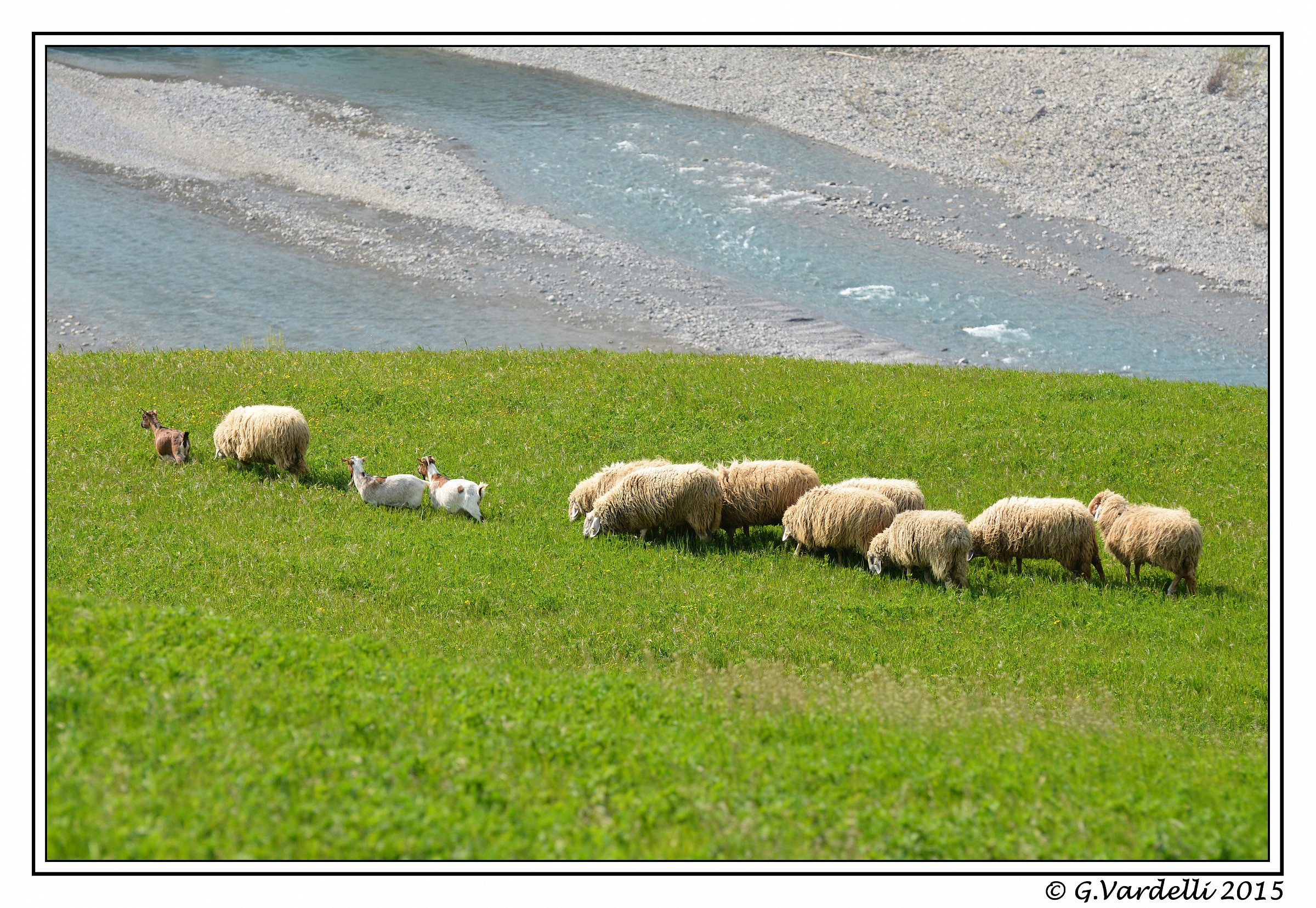 Sheep grazing in Trebbia