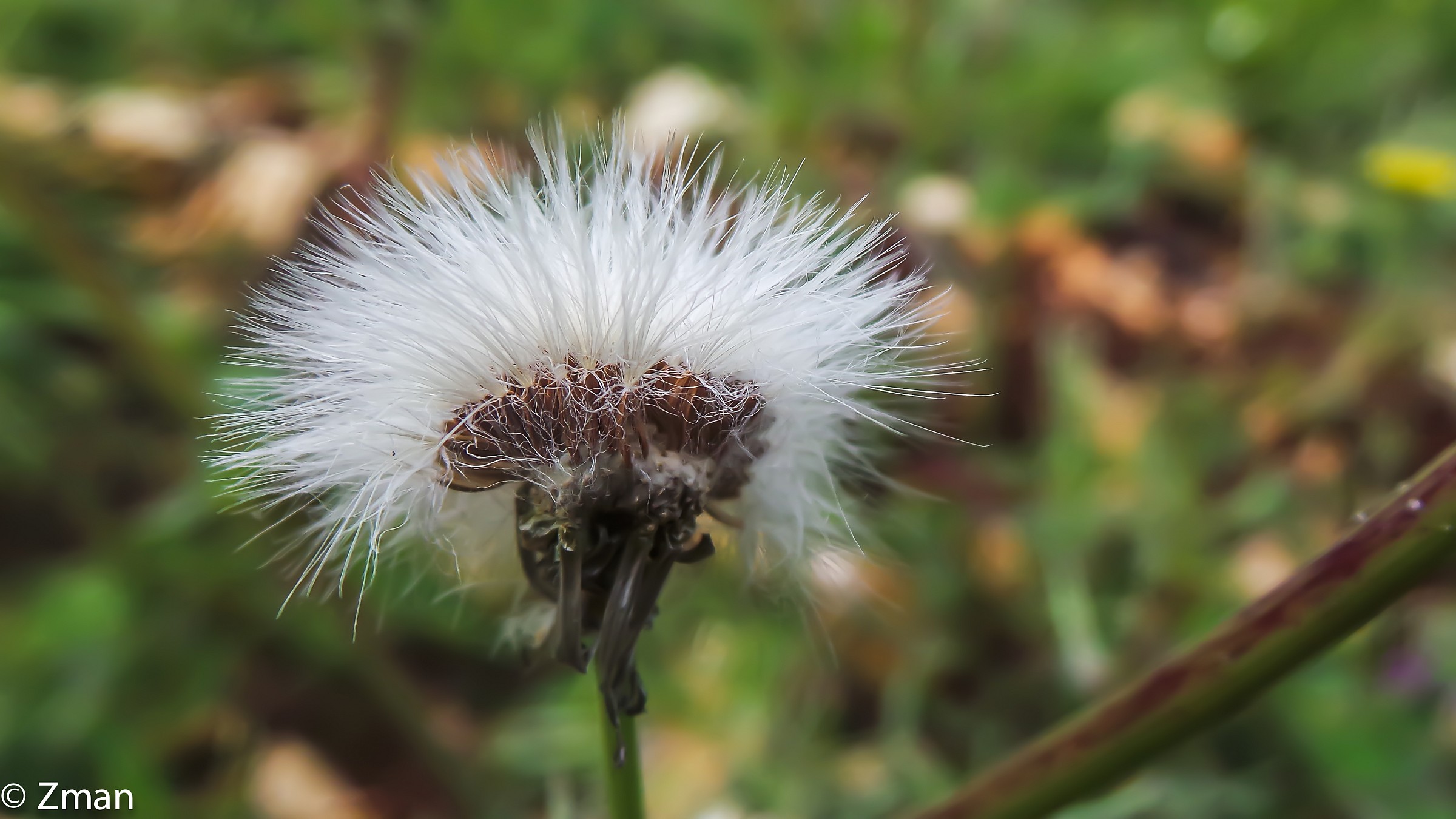 Bellezza della Natura