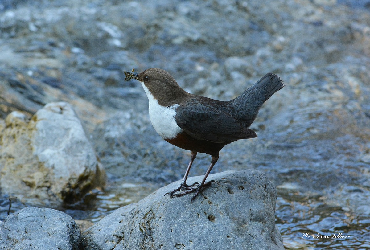 acquaiolo all'imbeccata