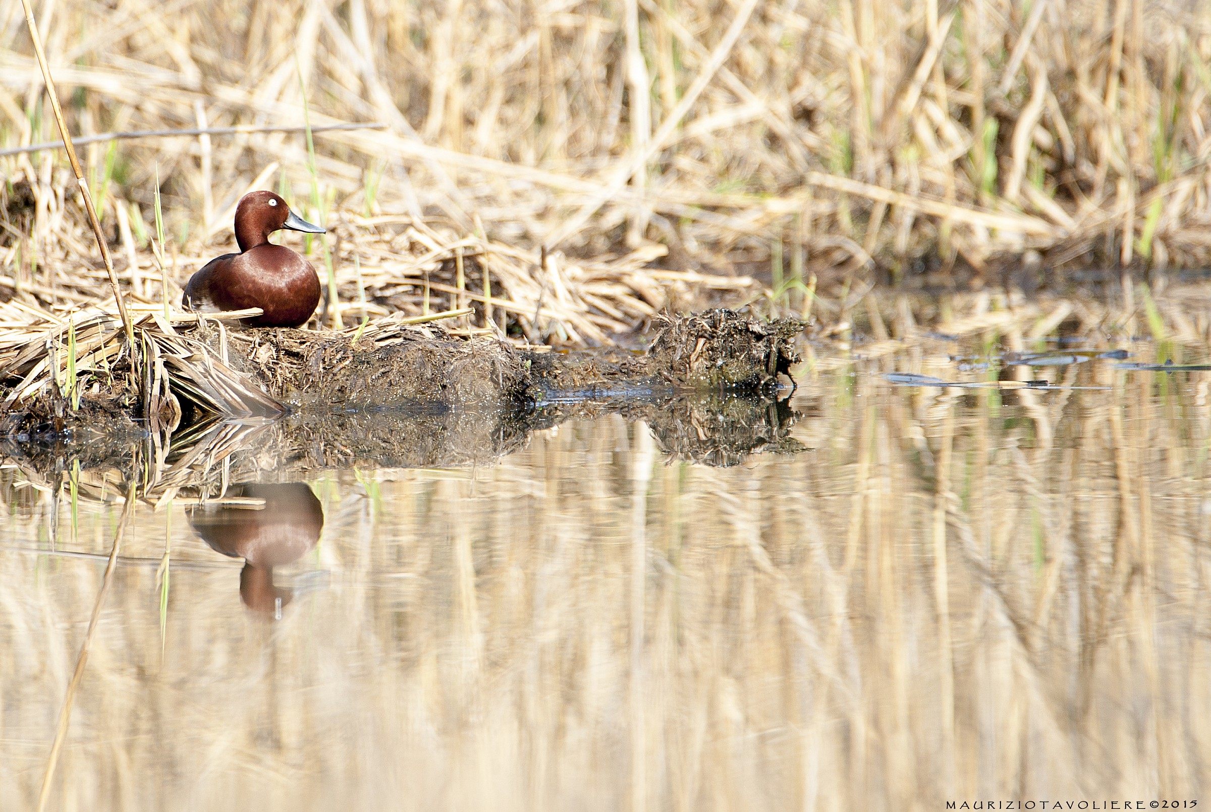 Ferruginous the sun ..
