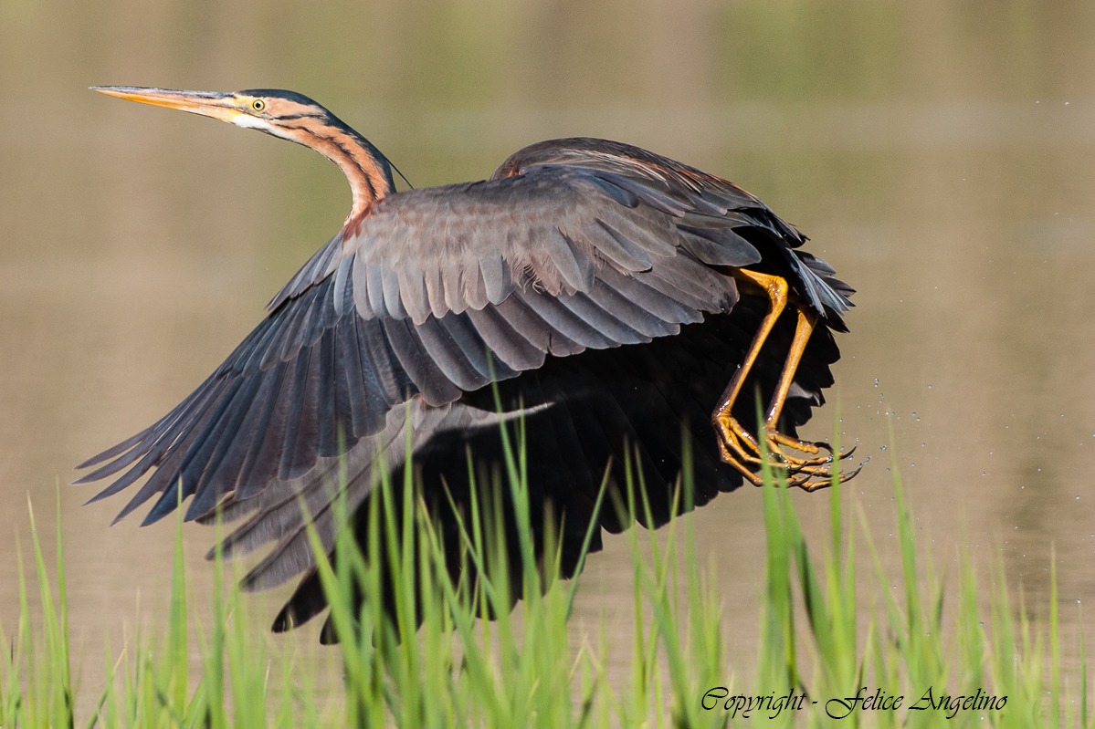 Purple Heron