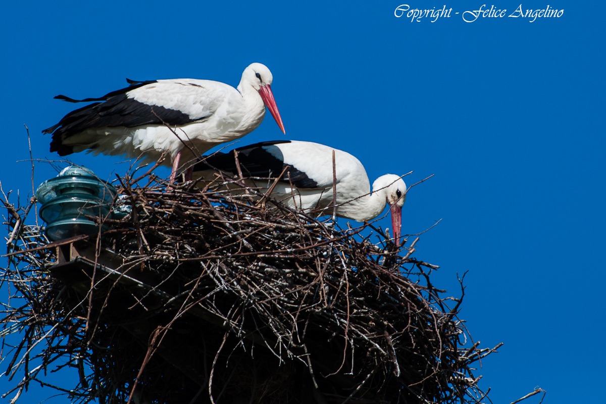 White Stork