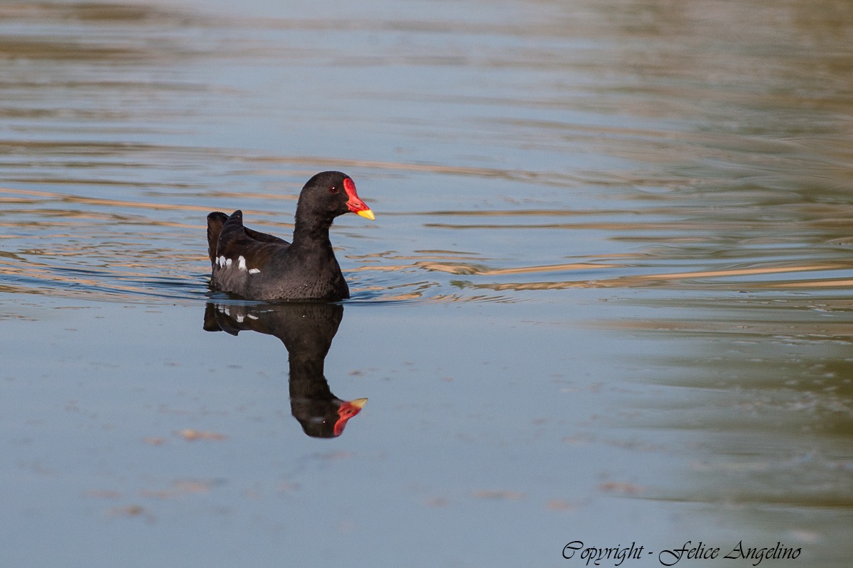 Moorhen