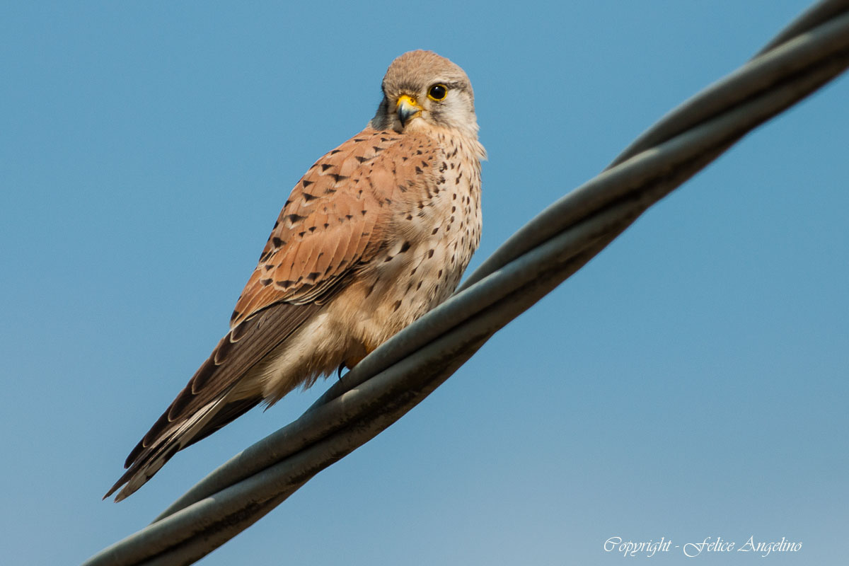 Kestrel