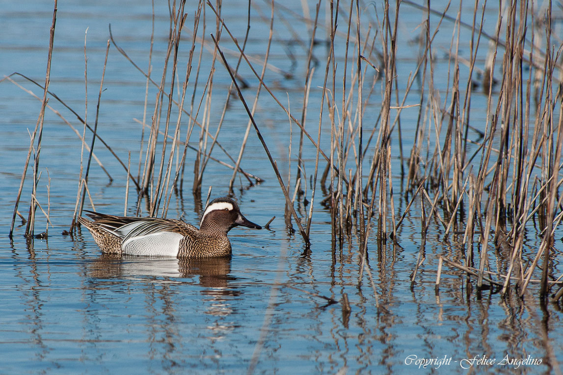 Garganey