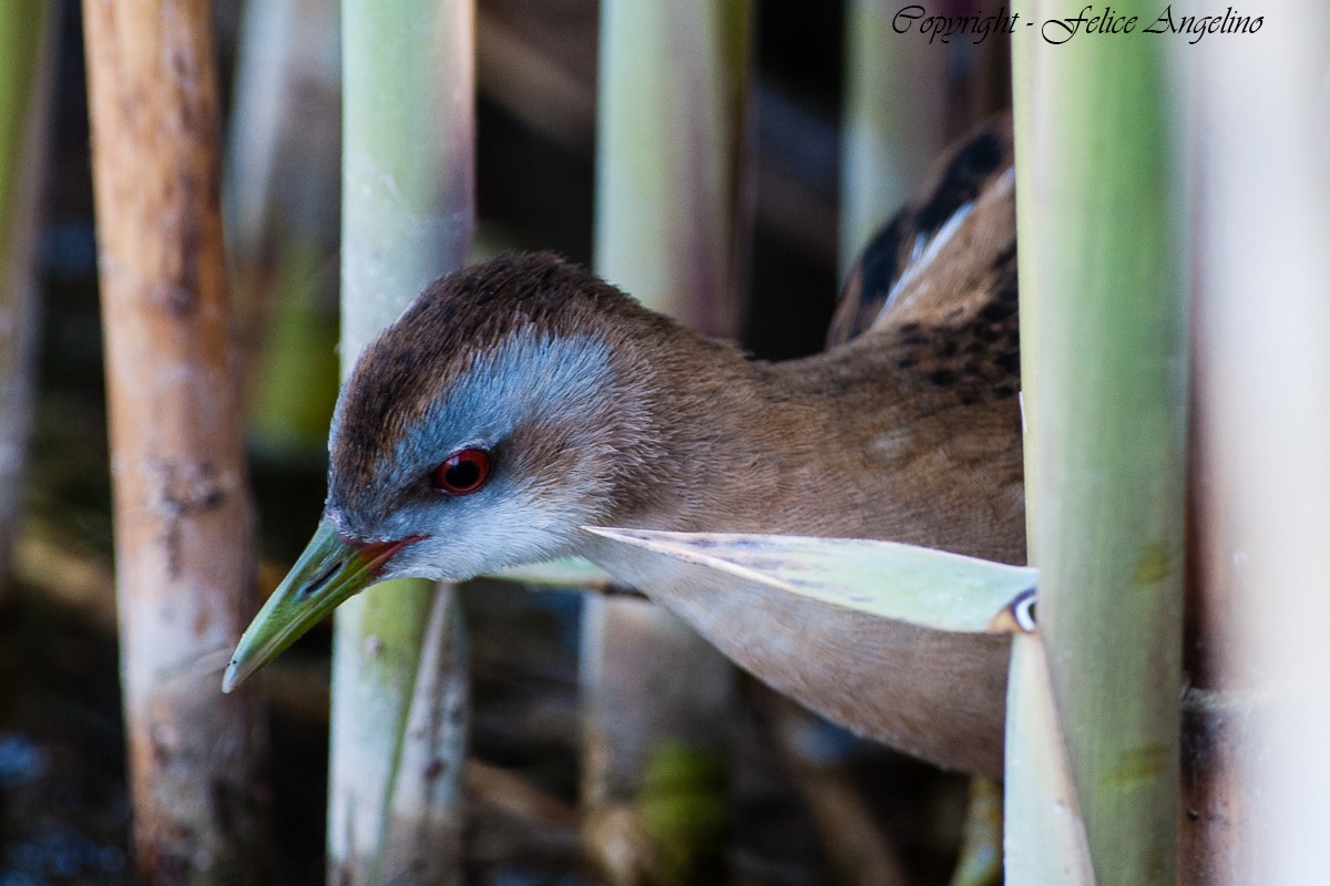 Little Crake