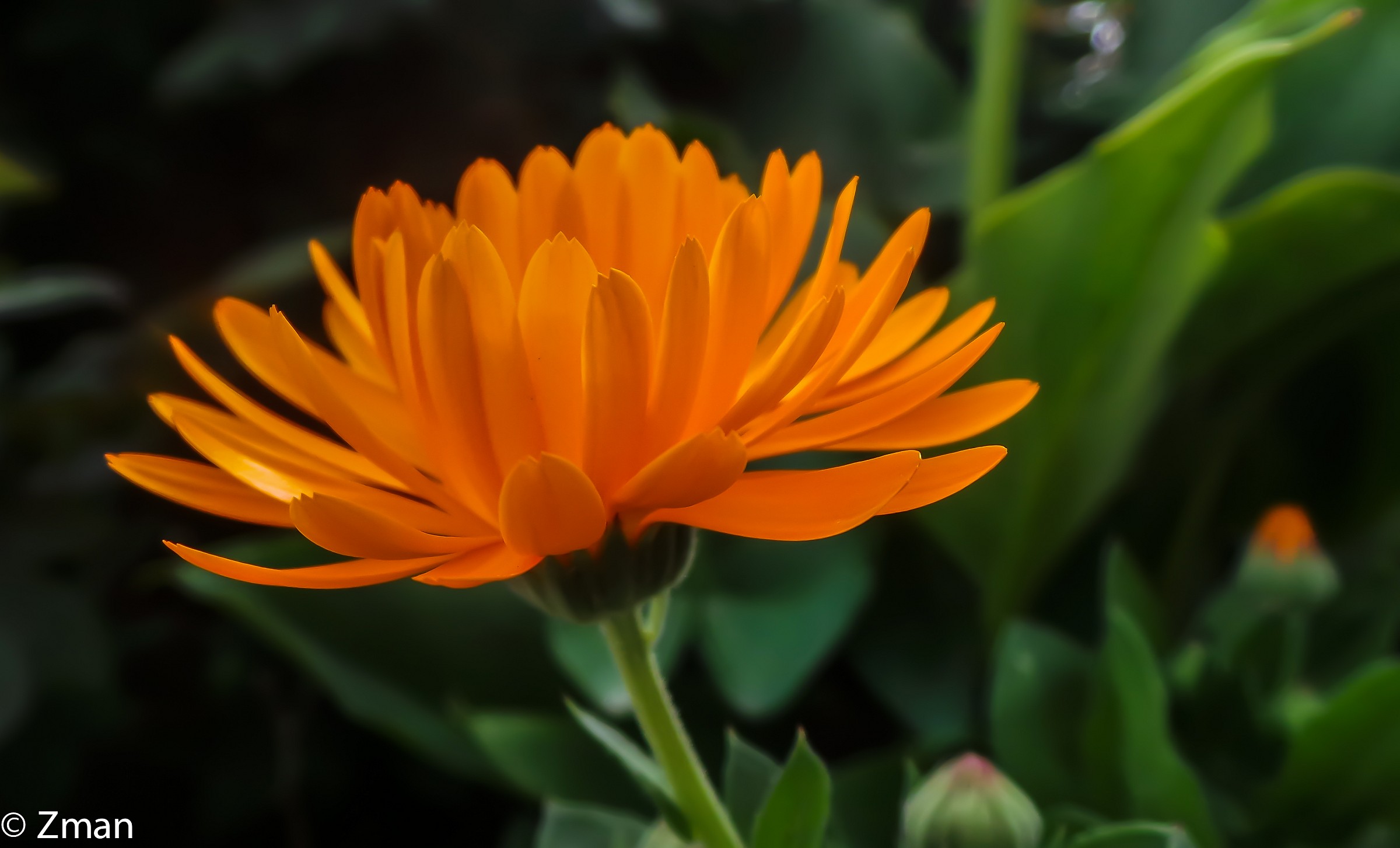 Orange e cercando il sole