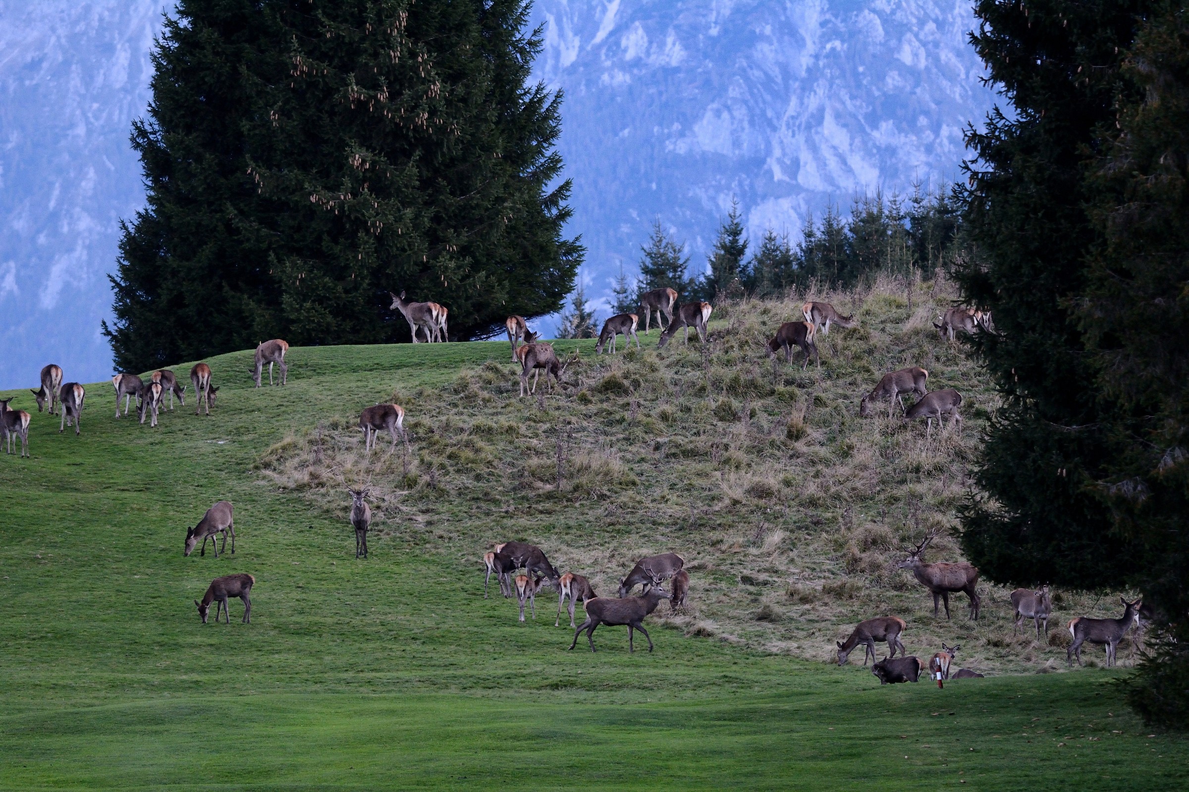 Deer in the plain of Cansiglio