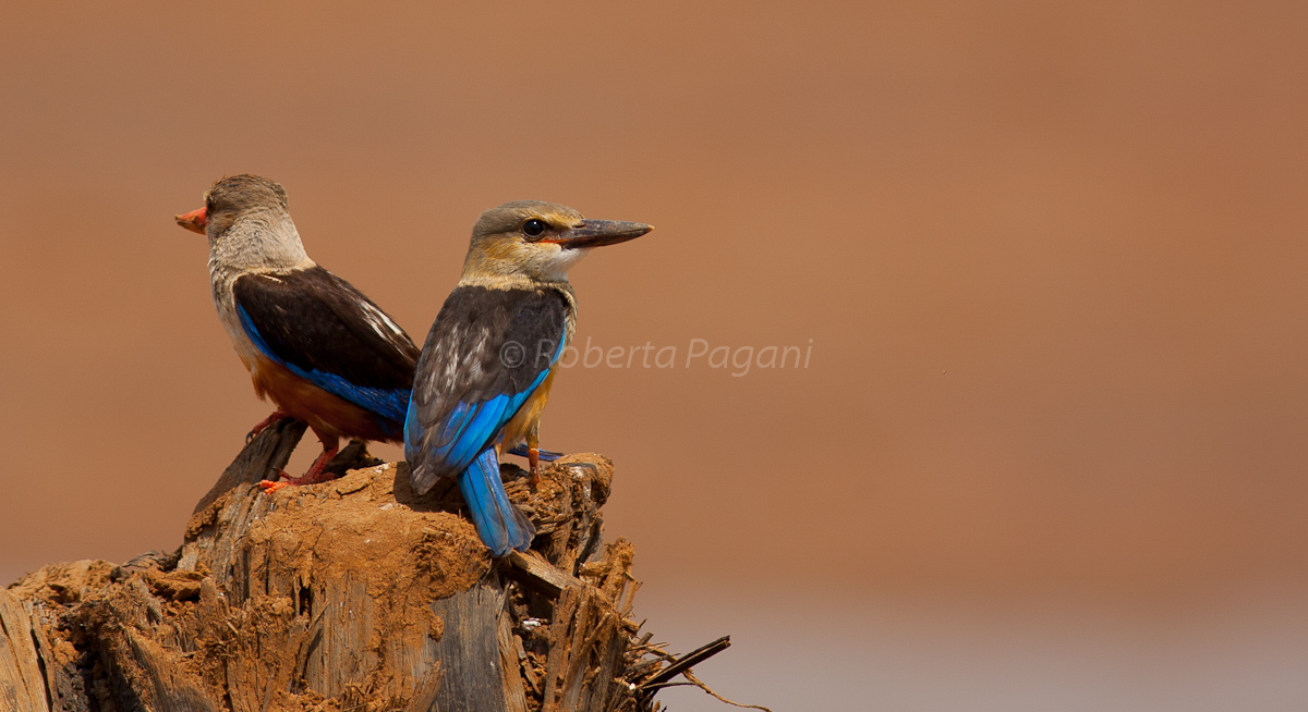 Coppia di Martin Pescatore