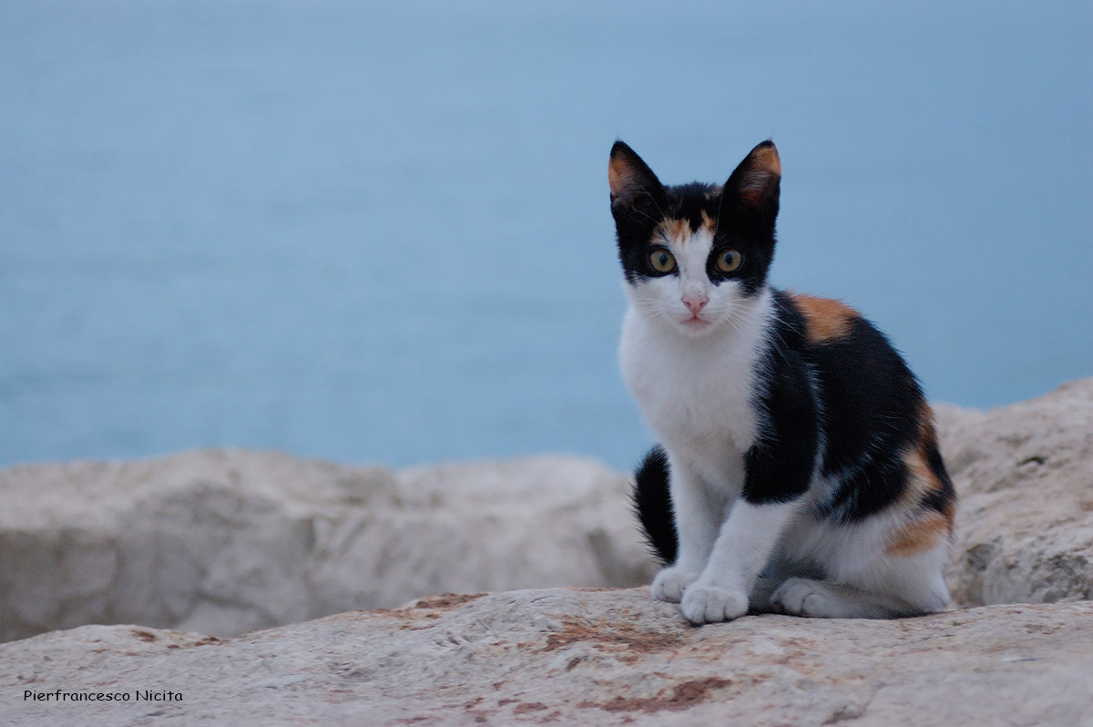 Gatto di mare