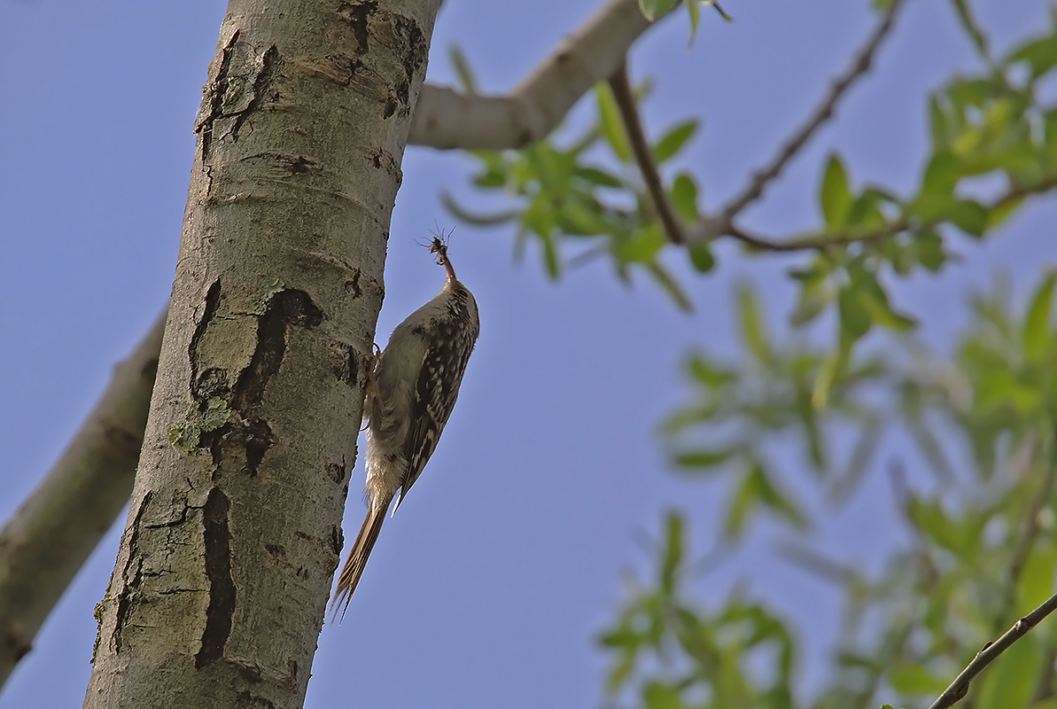 rampichino with prey