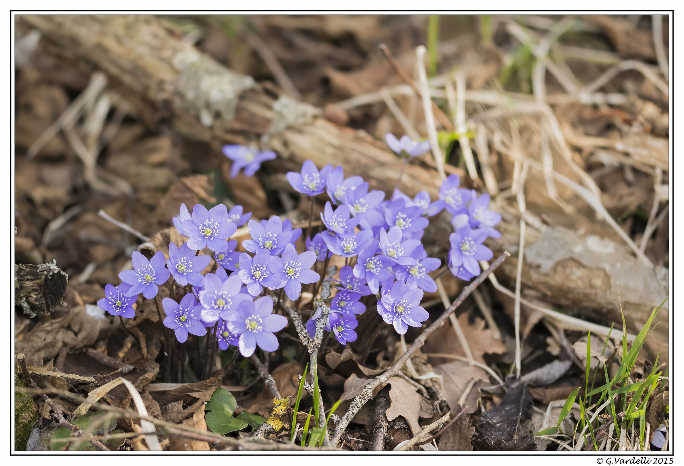 Wild anemones
