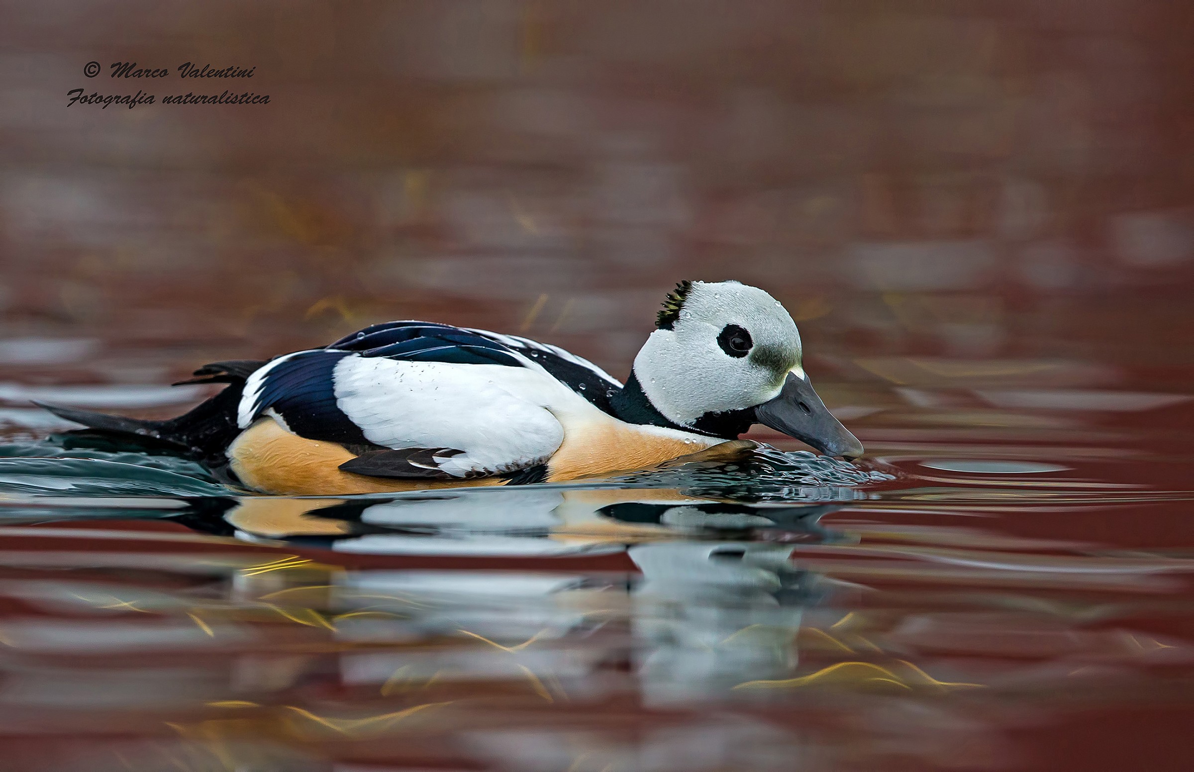 Il riflesso dello Steller