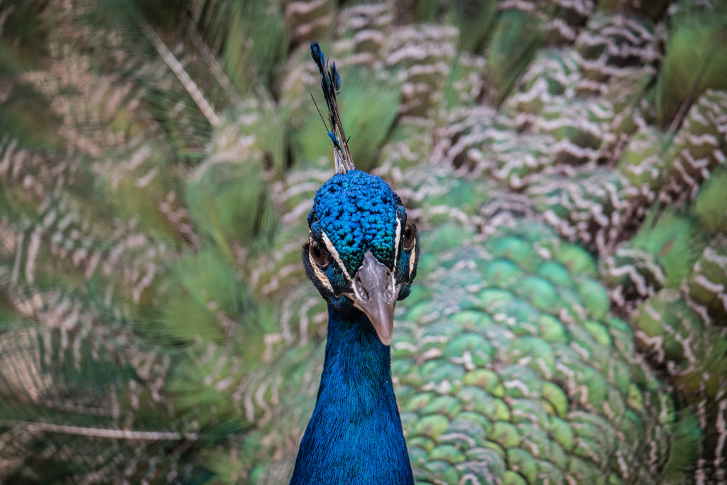 Peacock