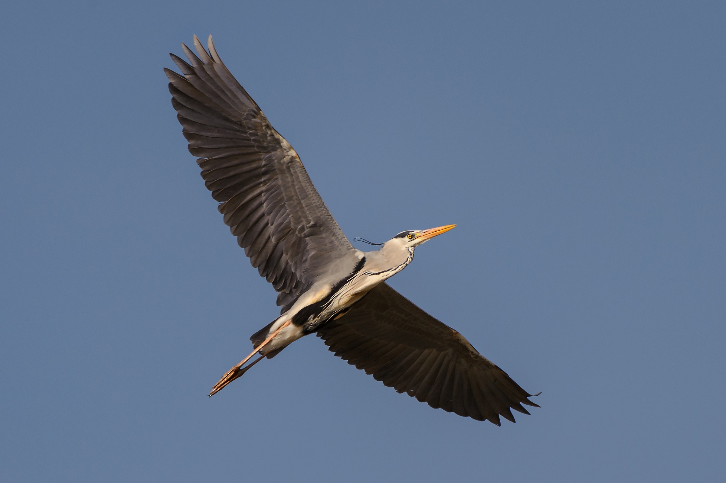 gray heron