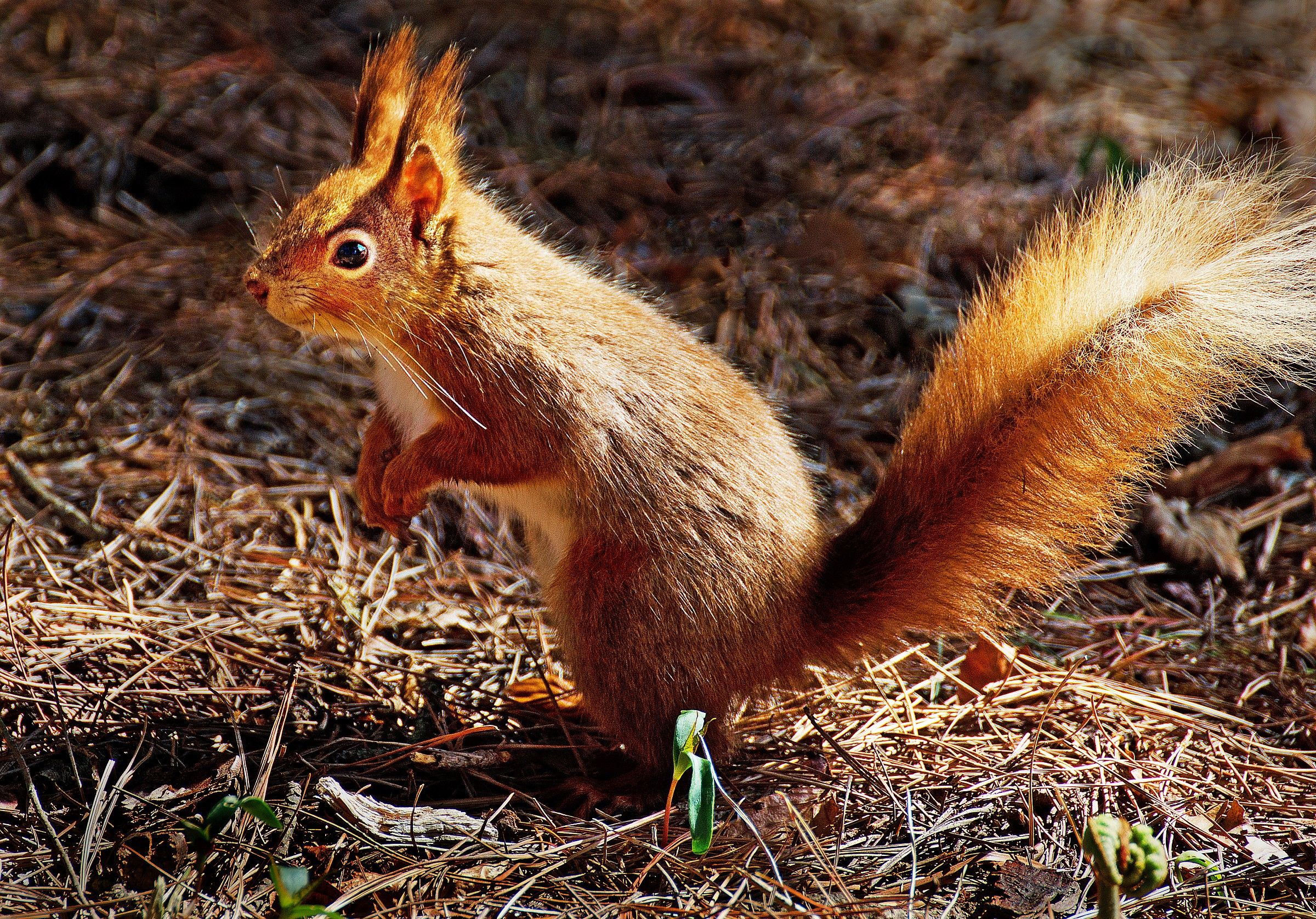Rare Red Squirrel