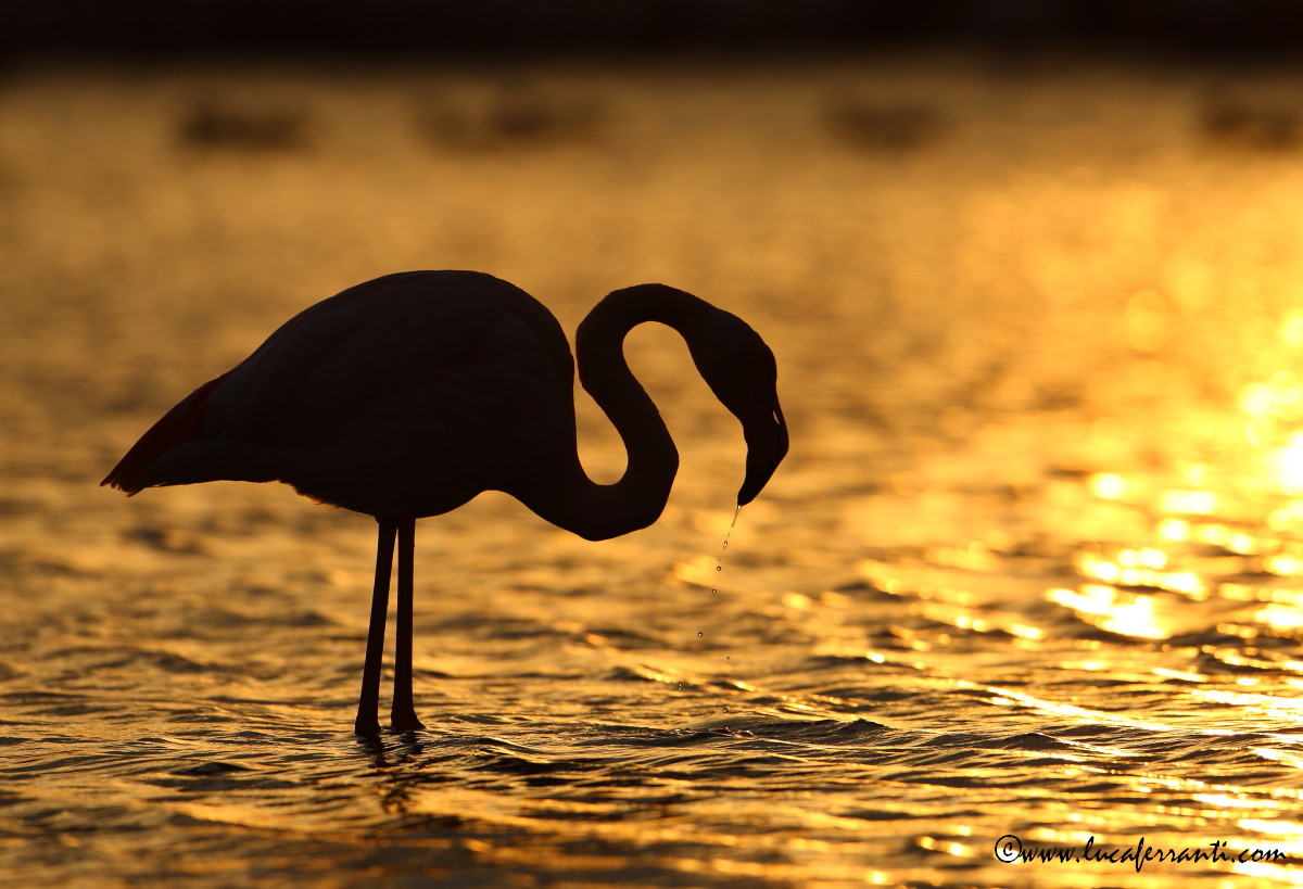 A bagno nell'oro......