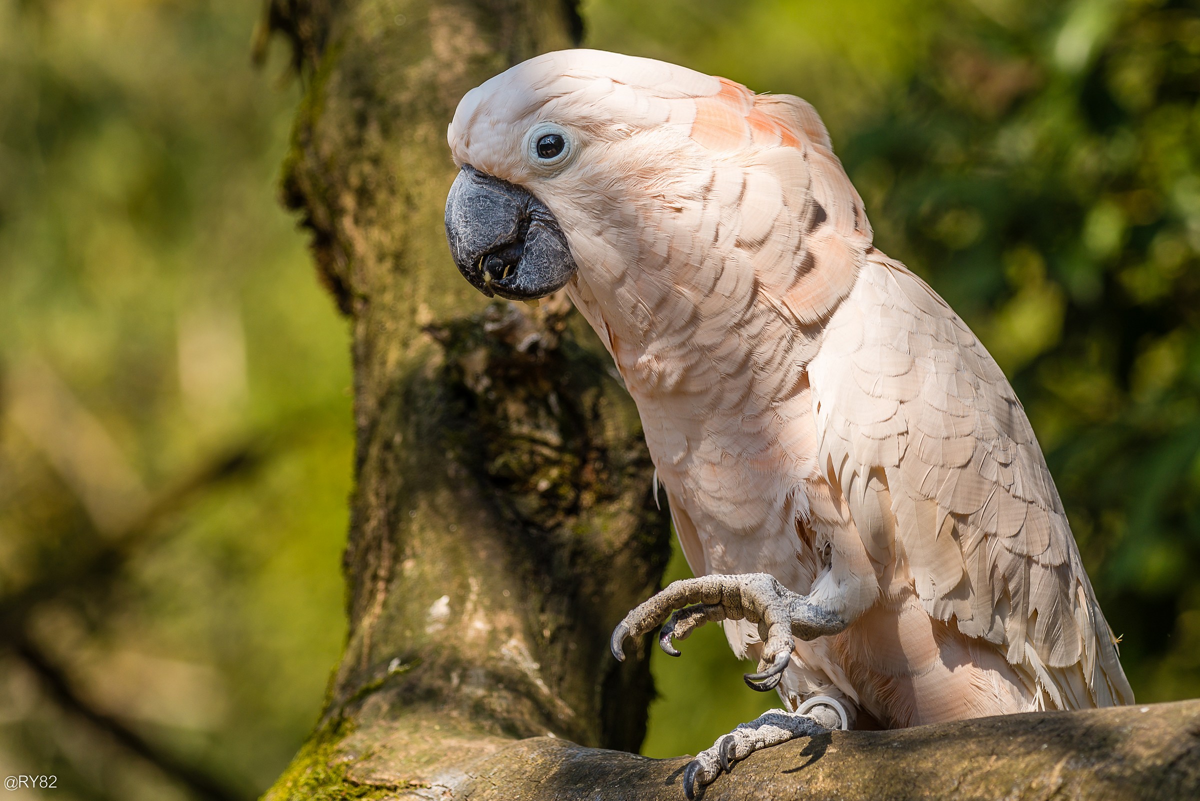 Cacatua Bianco