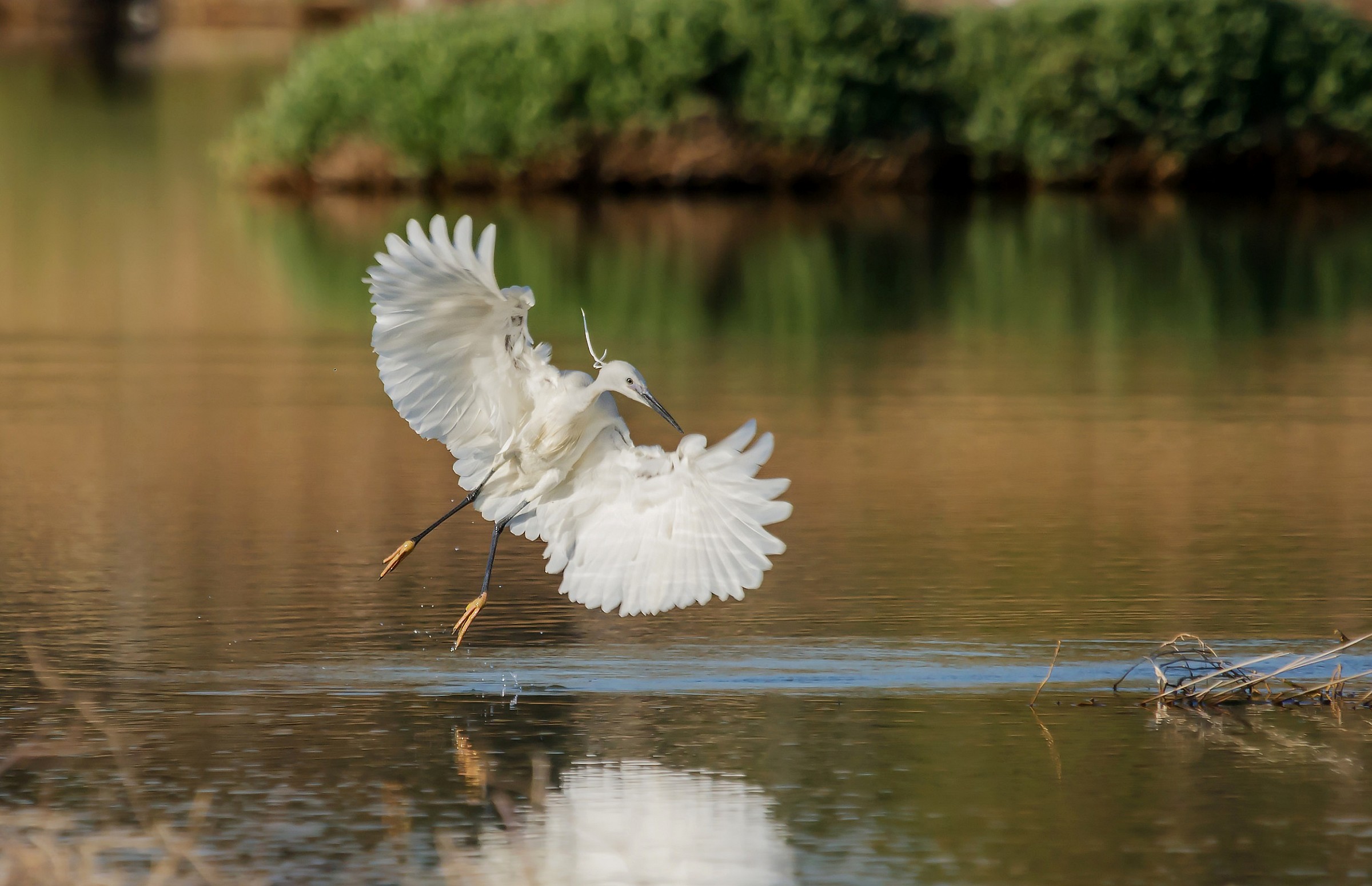 Garzetta a ventaglio...