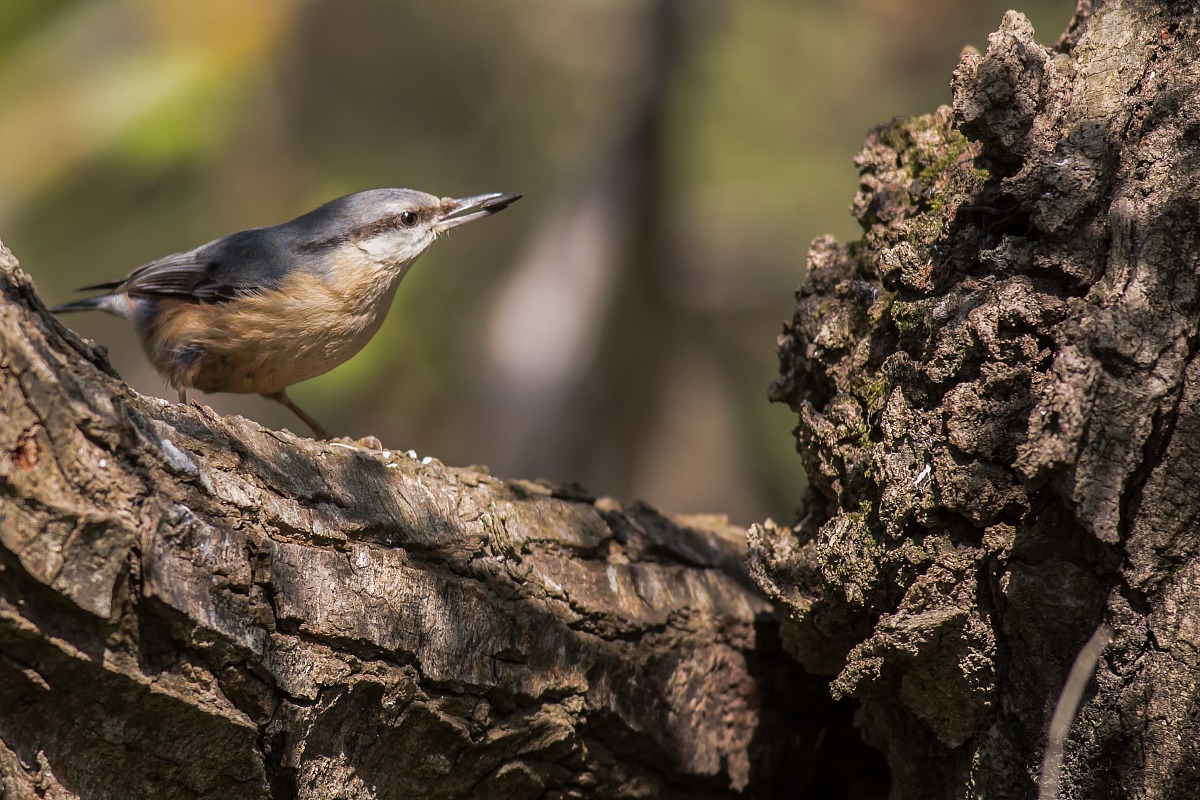 My first Nuthatch
