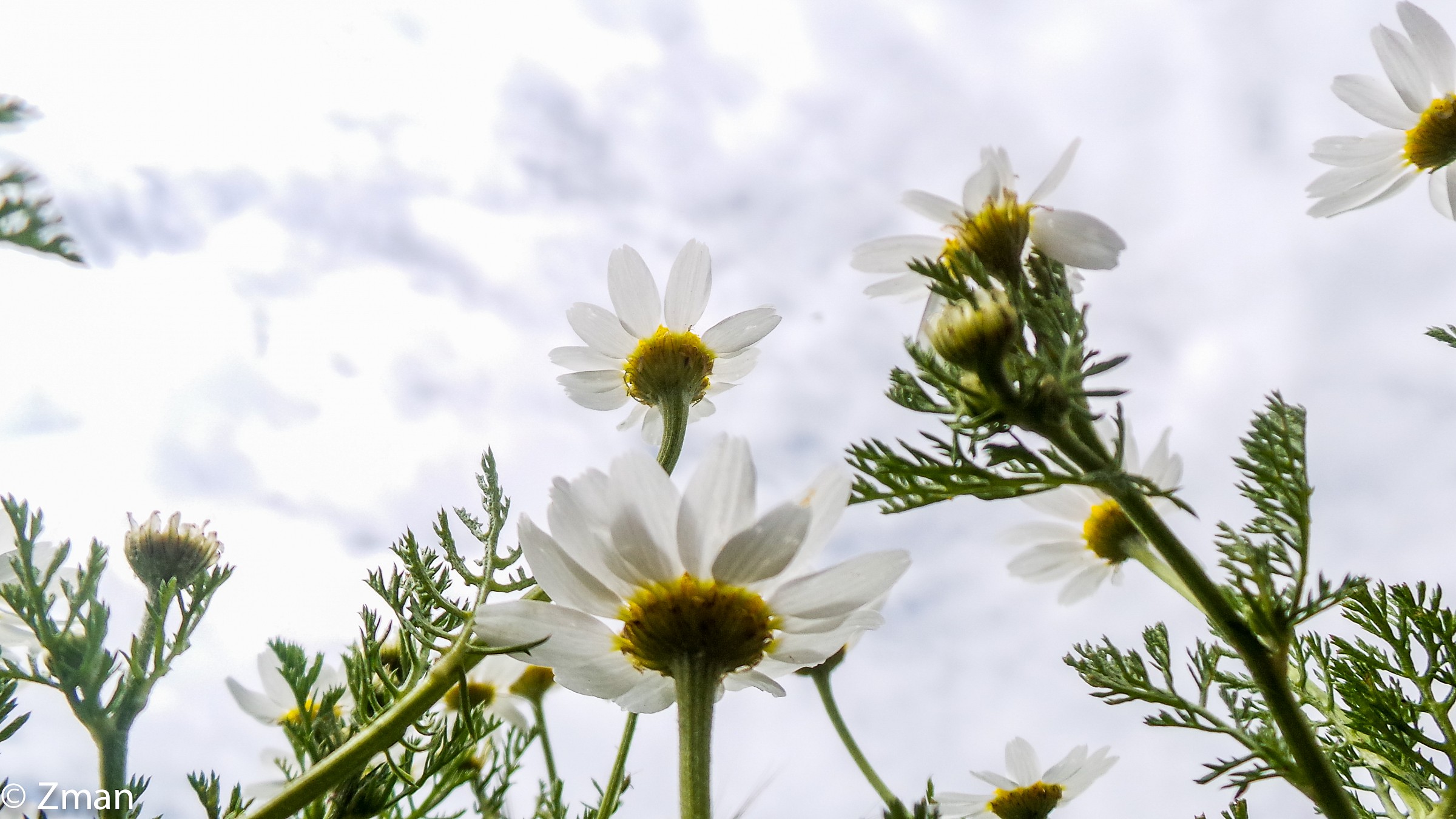 fiori selvatici cerca di The Sun