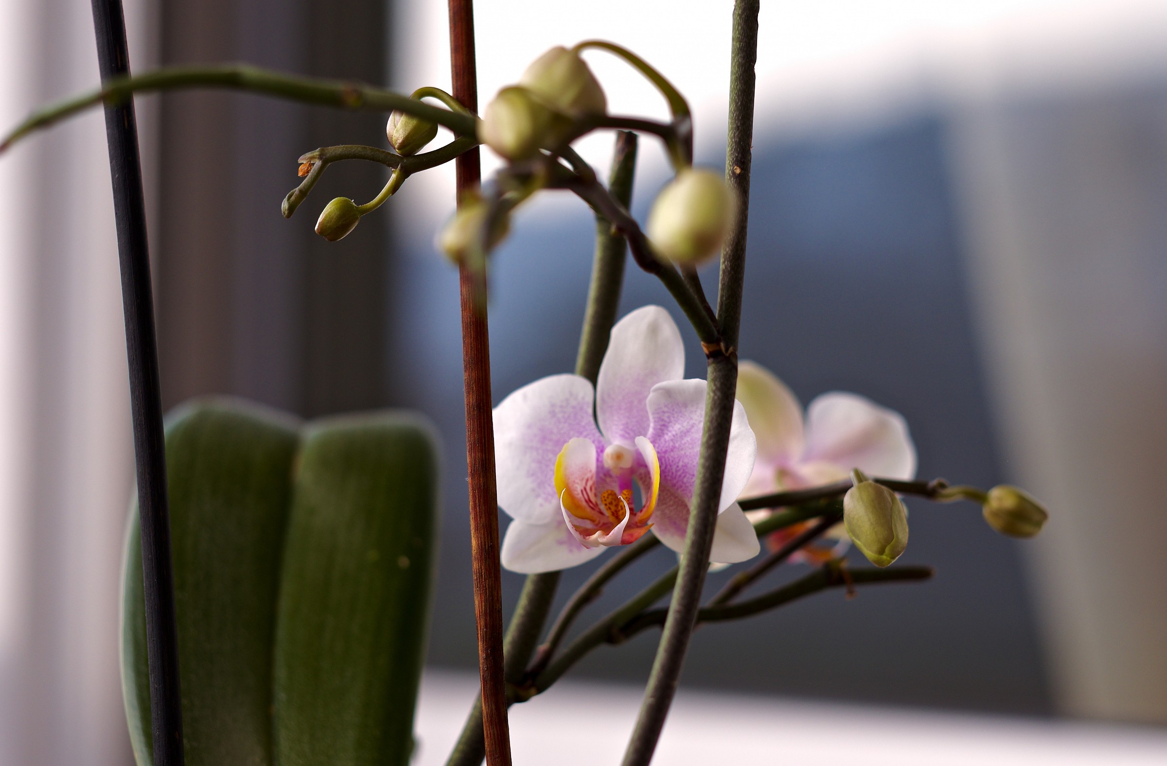 Orchidea 2