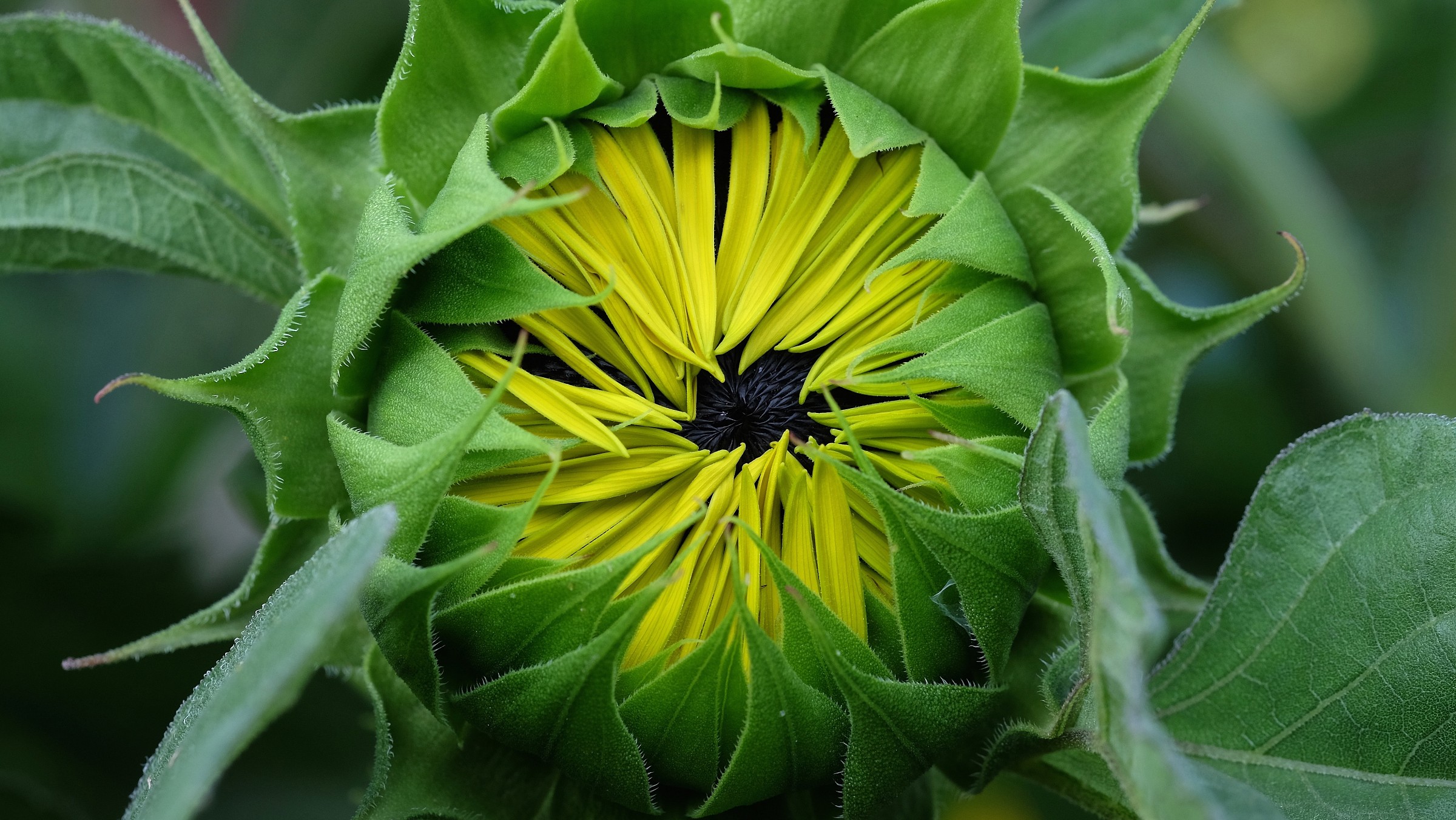 Sunflower in grass ...