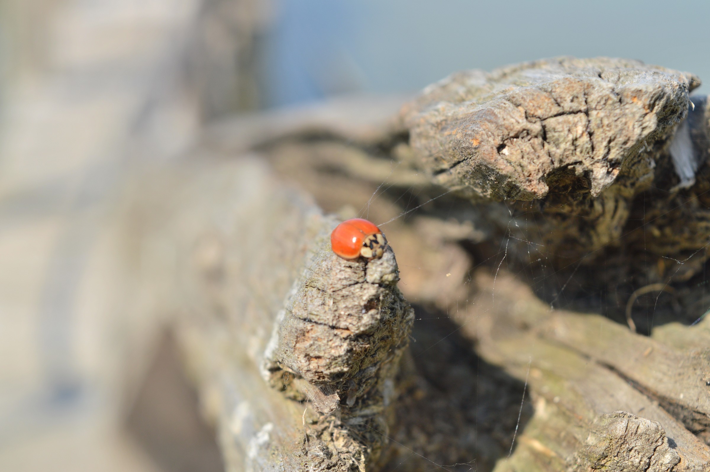 Ladybug