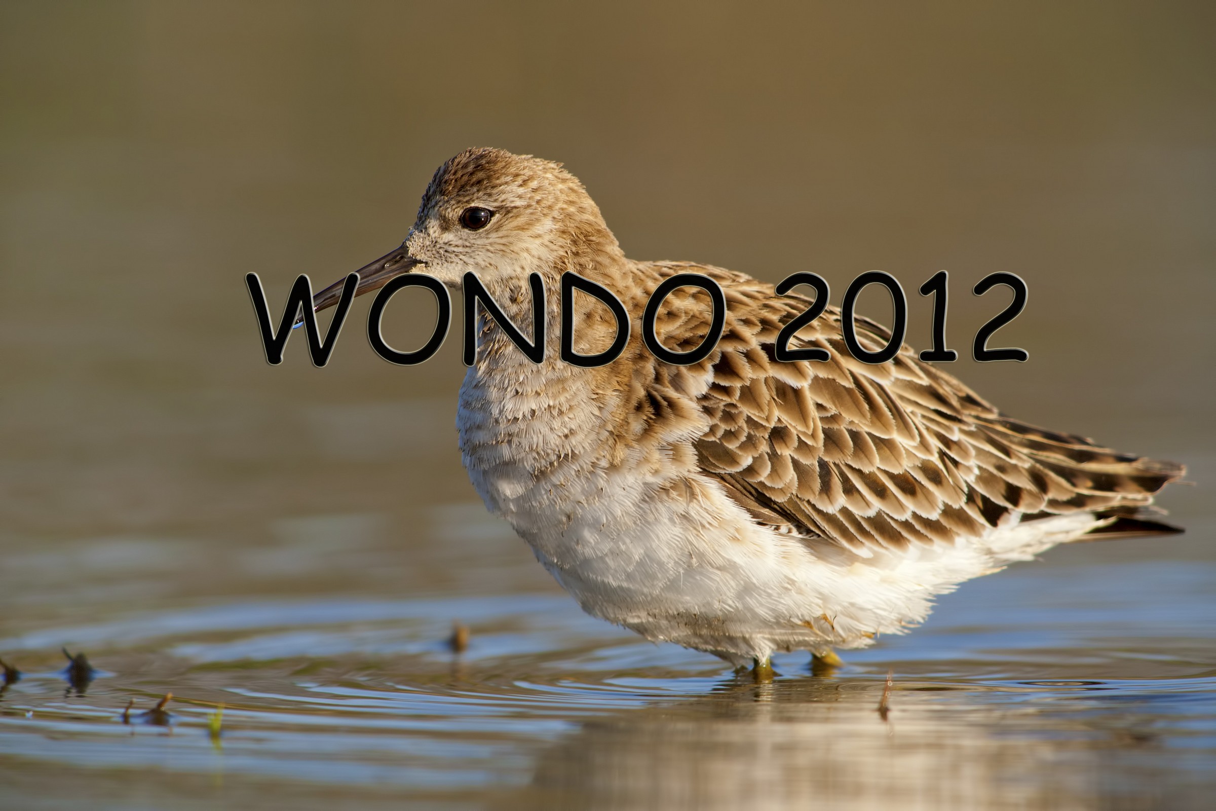 Fighter (a little 'too close)