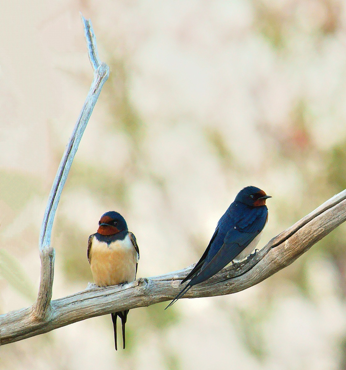 Swallows