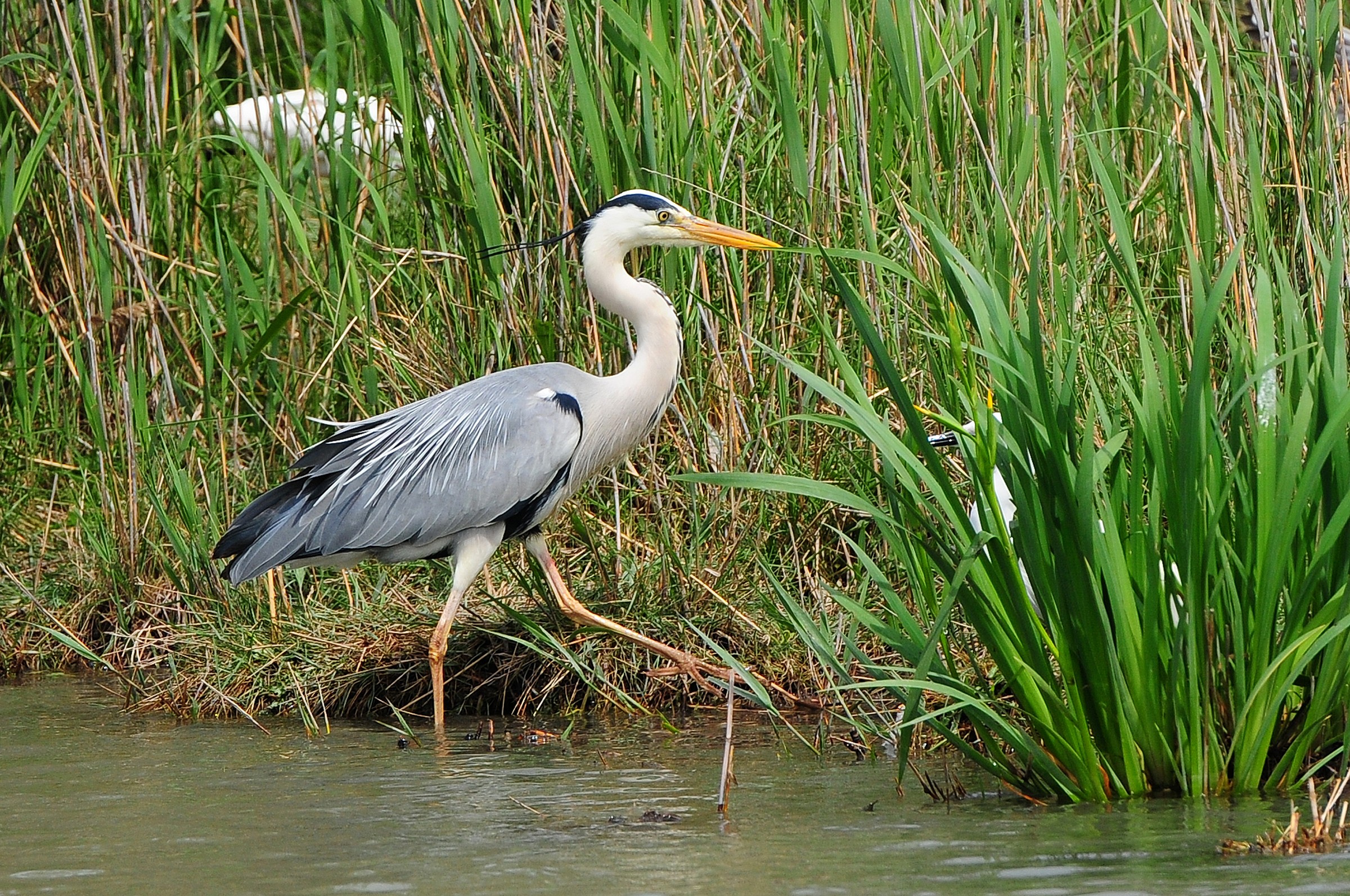 Herons
