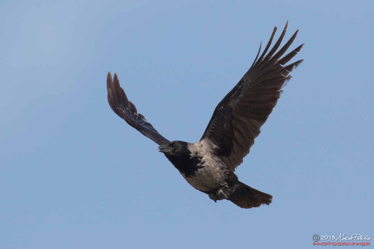 Hooded Crow (Corvus cornix)