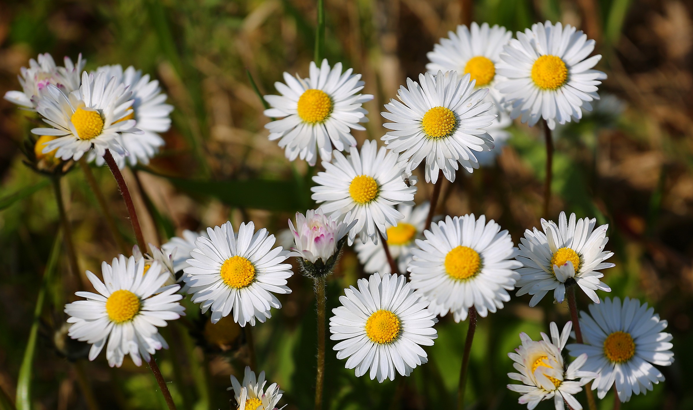 marguerites