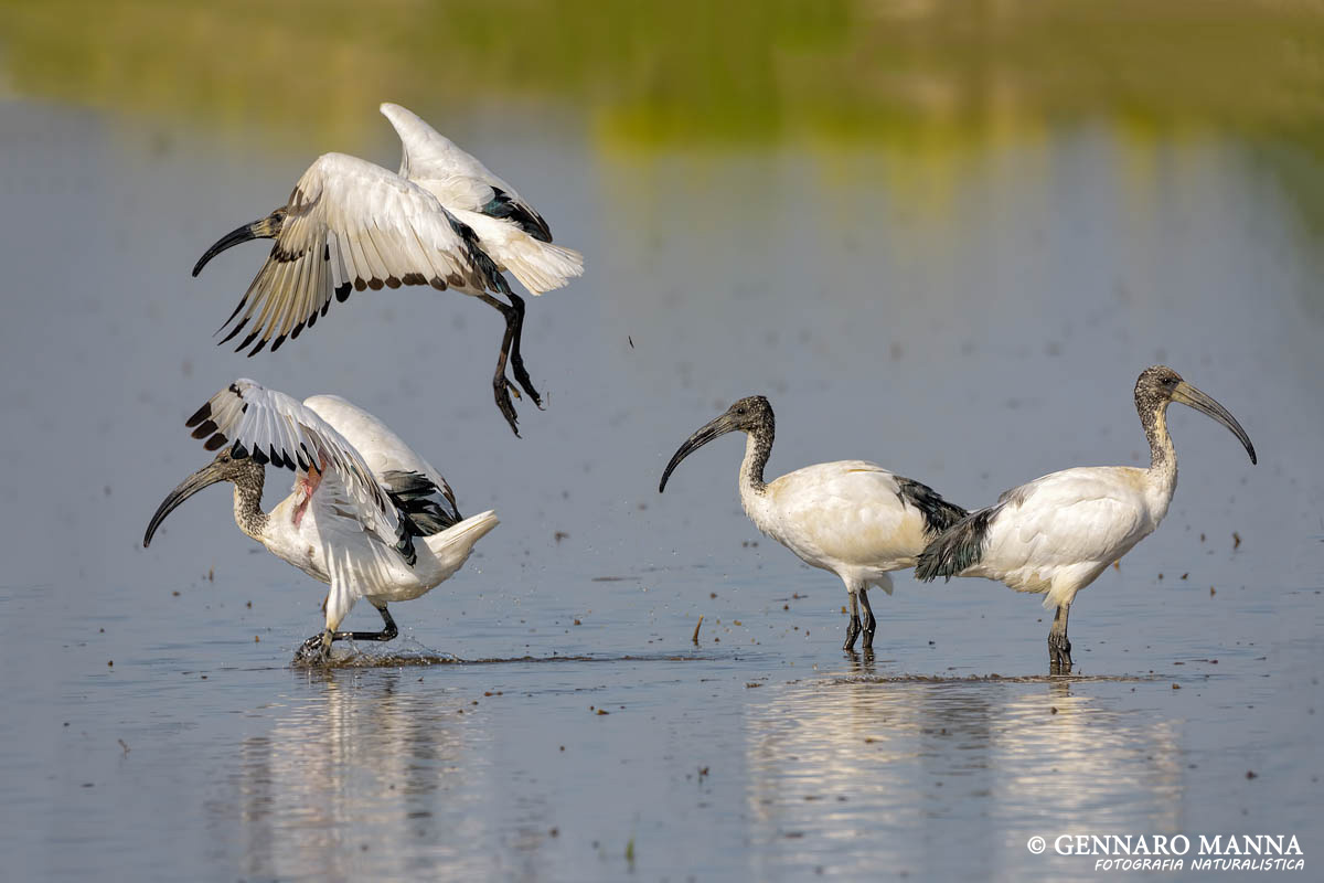 Sacred Ibis (Threskiornis aethiopicus)