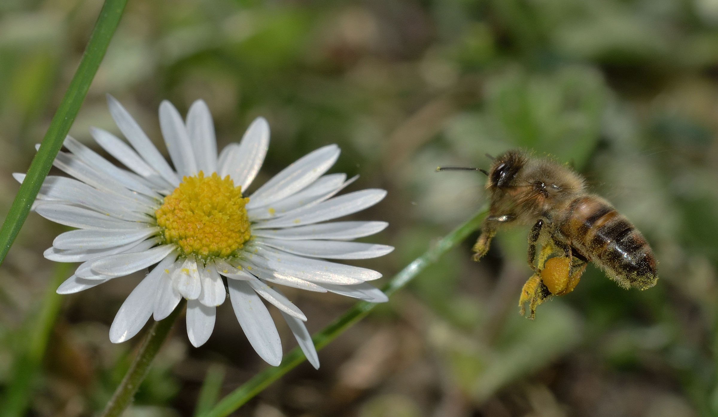 Apis mellifera on the fly