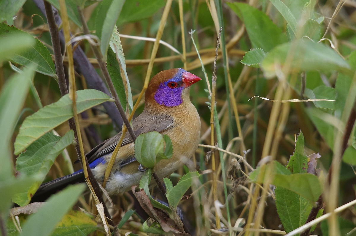 Violet-eared Waxbill / collateralised common