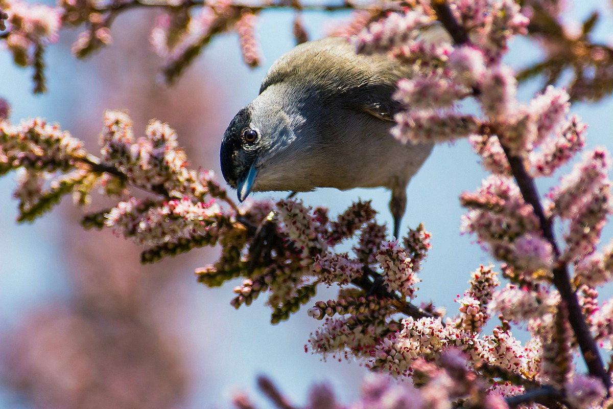 The Blackcap on Tamarisk