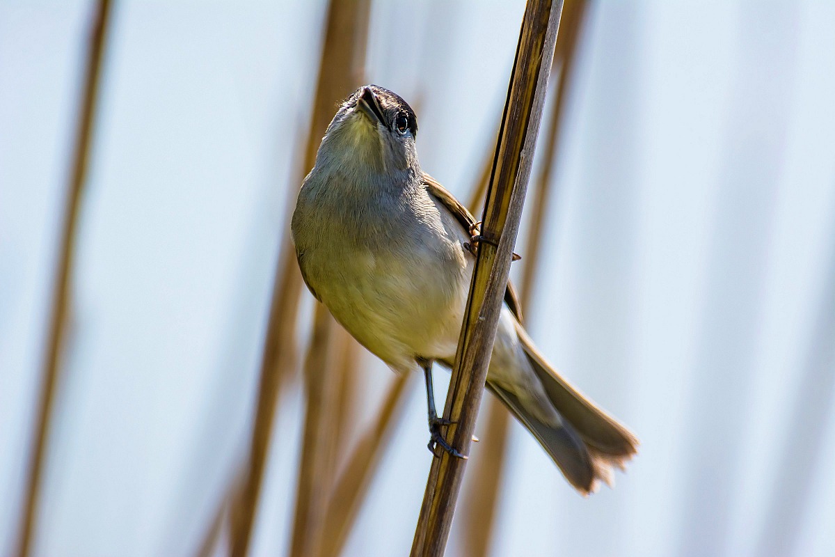 Male blackcap
