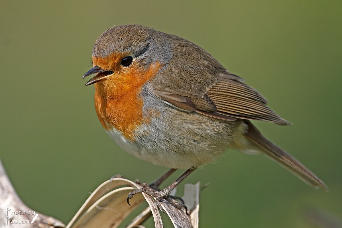 Pettirosso molto confidente!