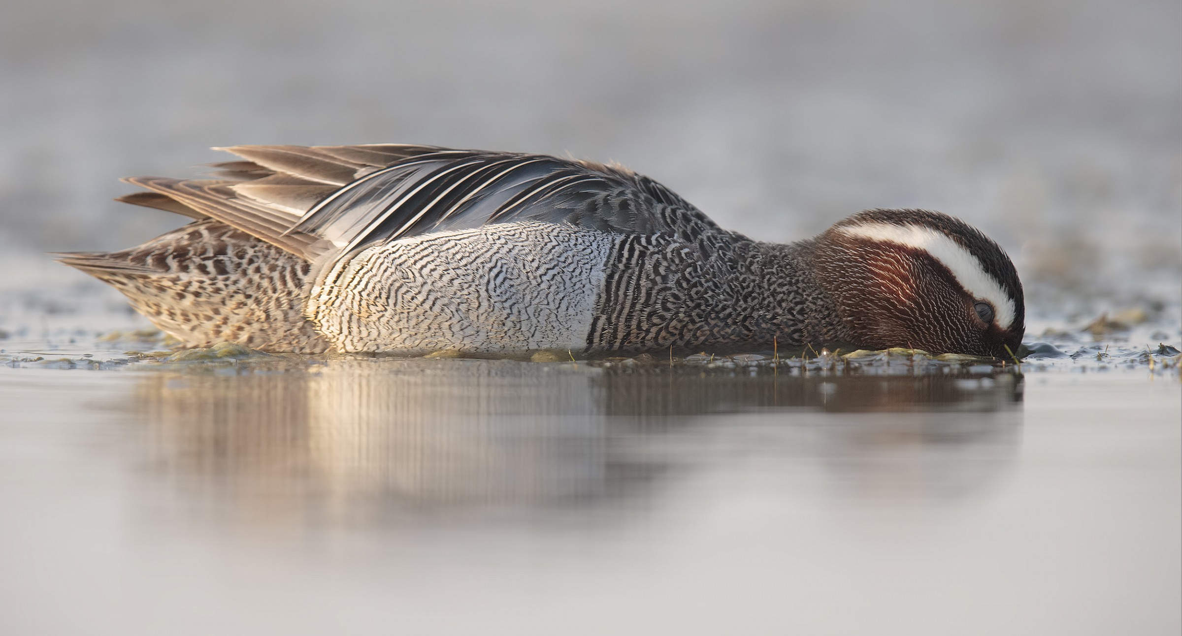 Marzaiola in apnea..