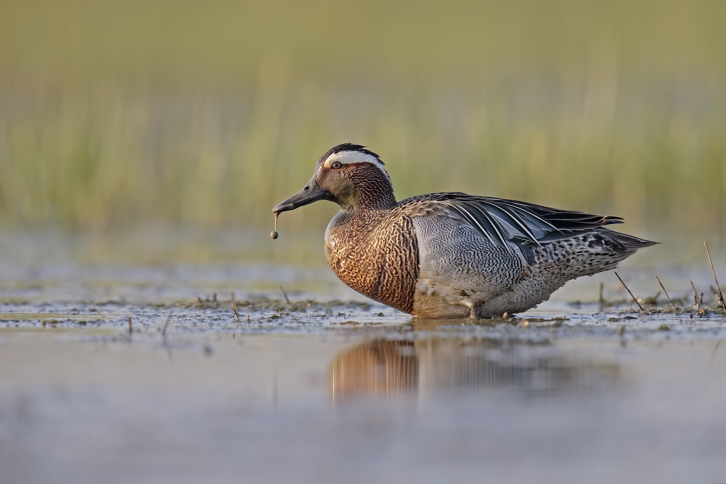 Marzaiola...con pendente....