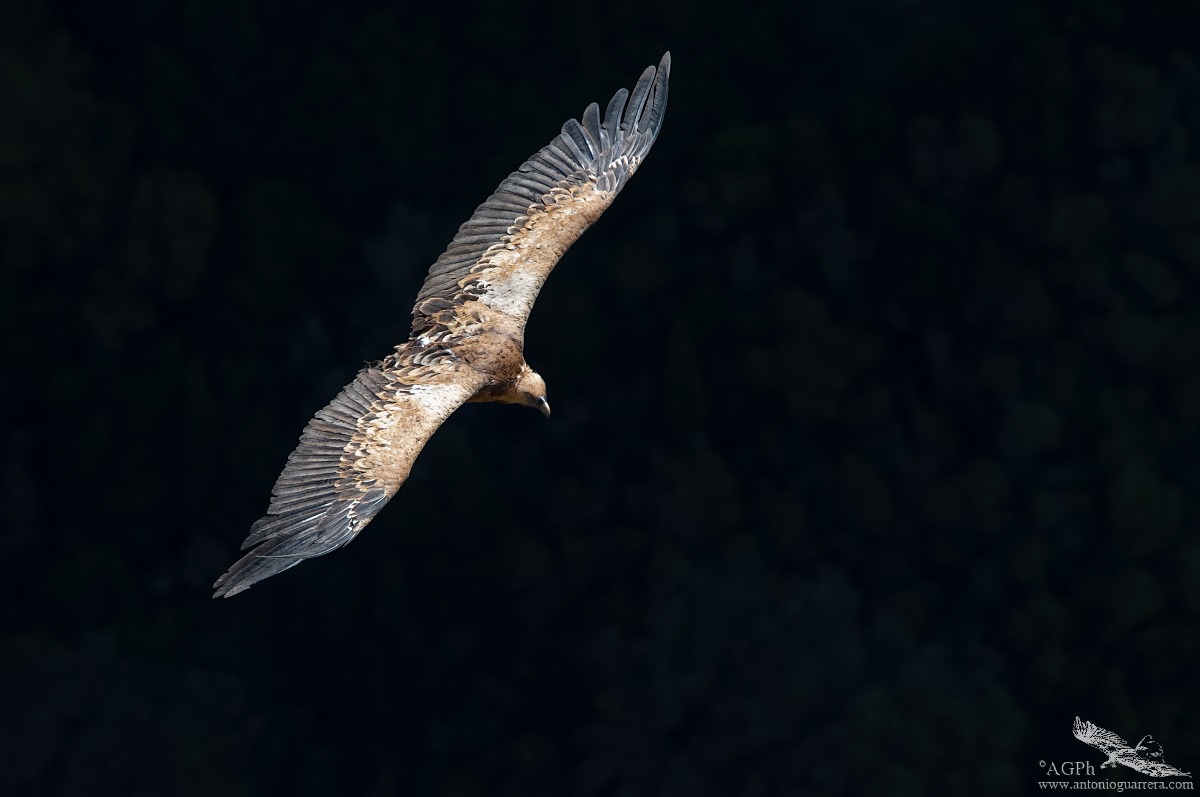 Where Griffon Vulture Dare