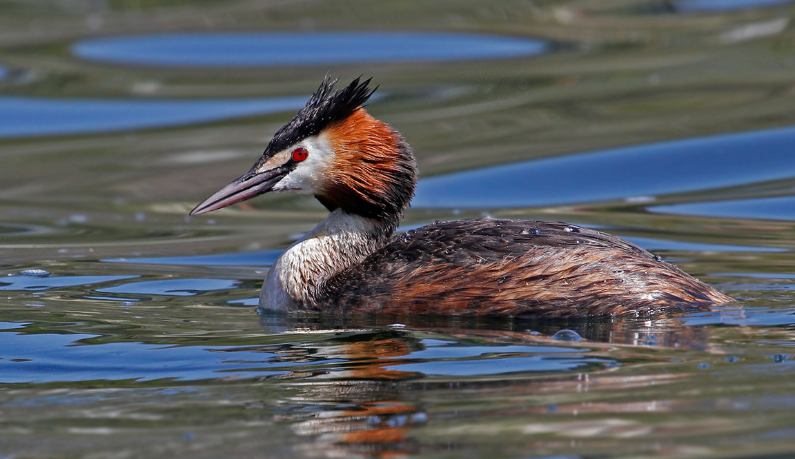 avigliana grebe (to)