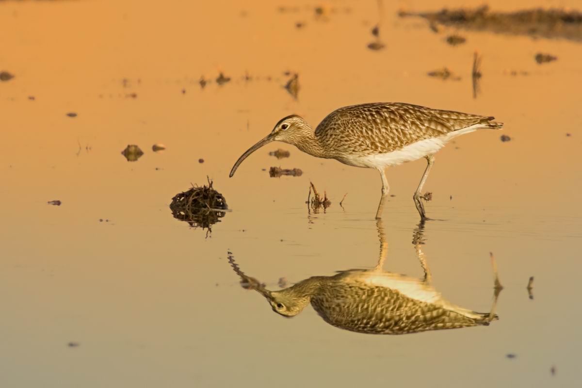 Curlew