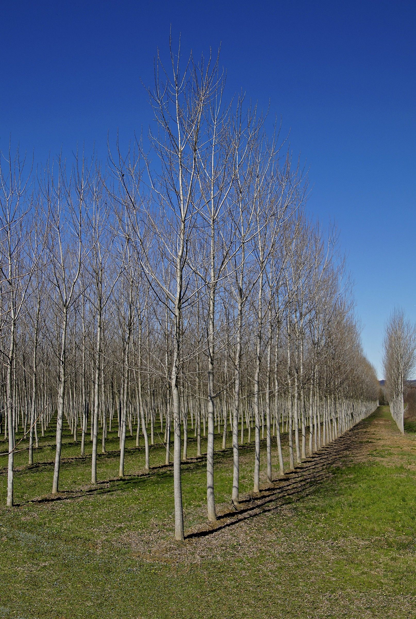 Poplars